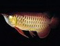 龍魚養殖